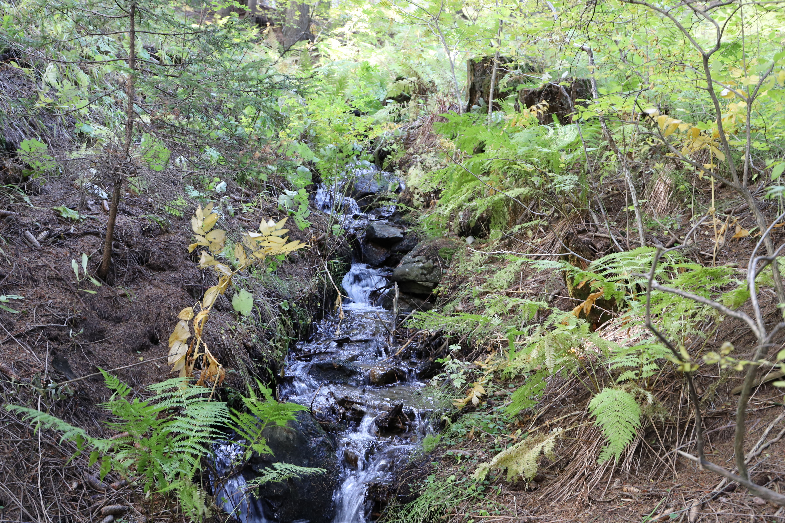 Haidersee