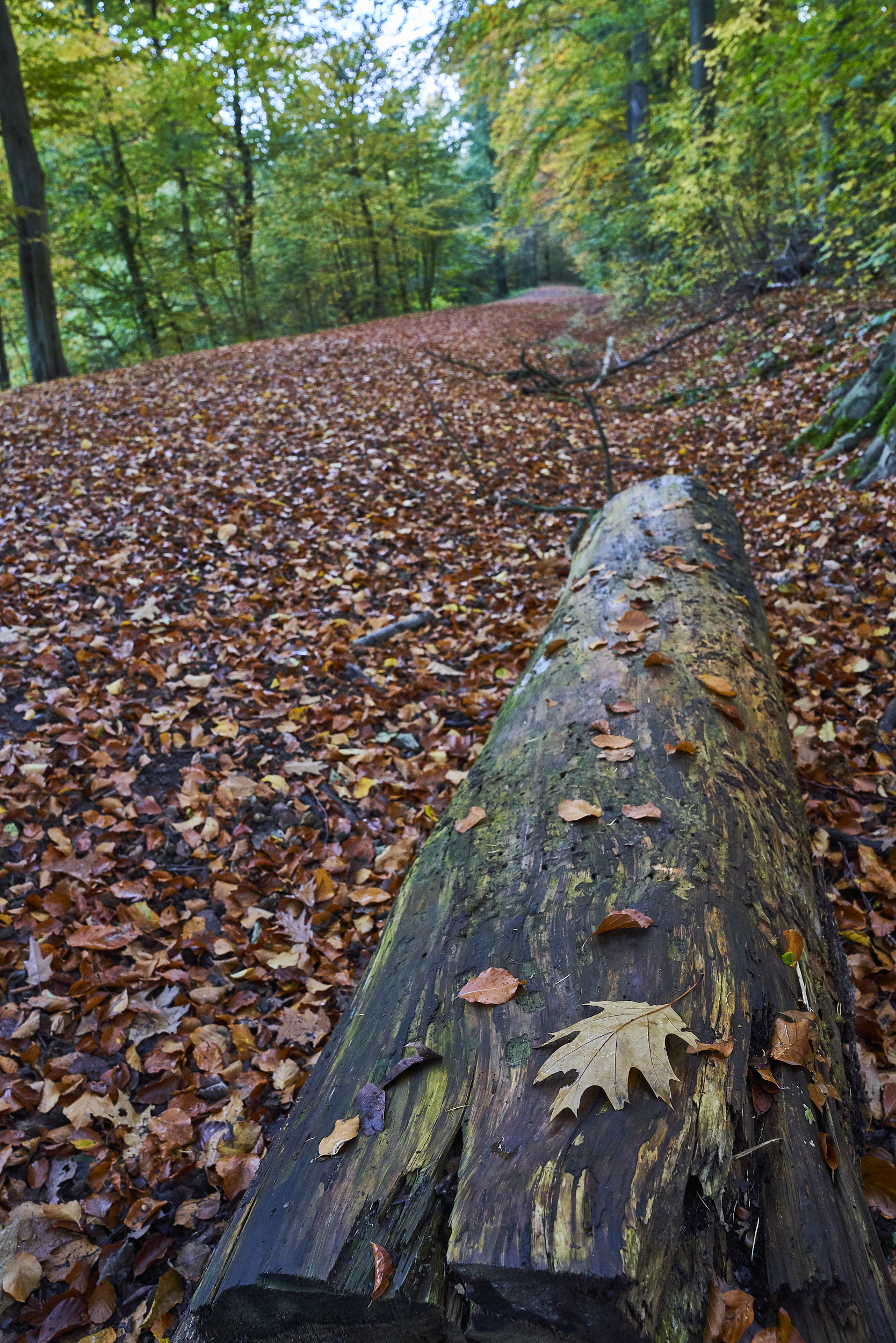 Herbst1