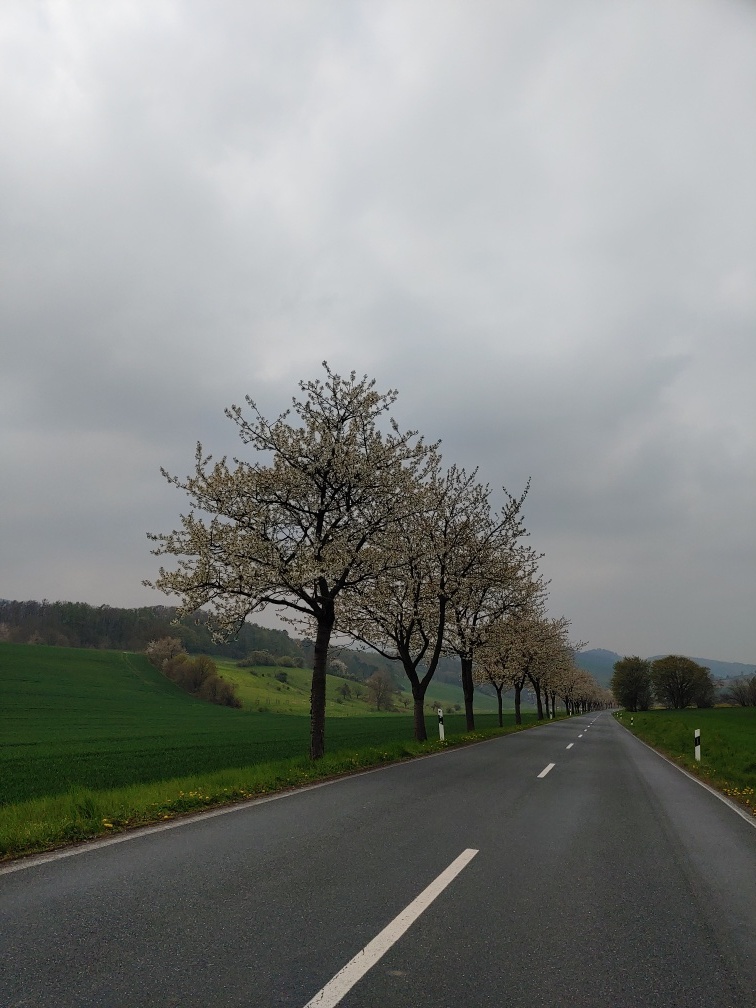 Kirschblüte im Weserbergland