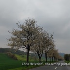 Kirschblüte im Weserbergland